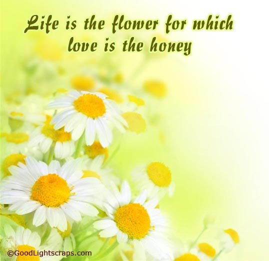 Flower Scraps, Pictures, Graphics and Images