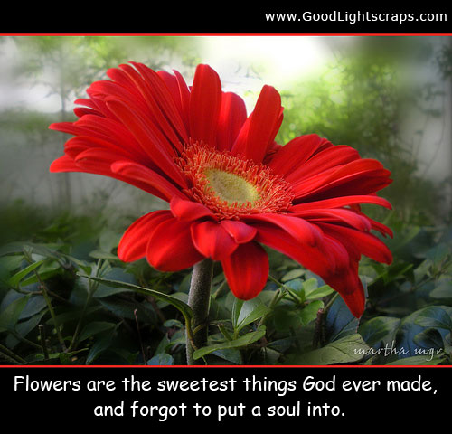 Flower Scraps, Pictures, Graphics and Images