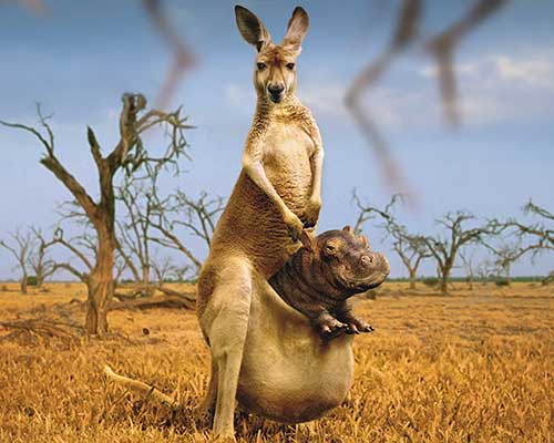 Funny Animals Pictures, Kangaroo with hippo Funny Scraps