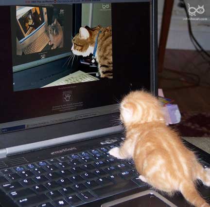 Funny Animals Pictures, Funny Cat Scraps for orkut