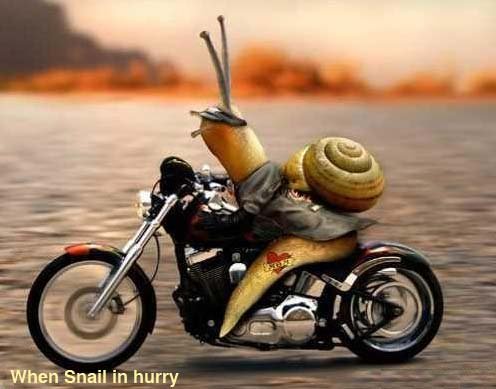 funny animal. Funny Animals Pictures, Snail