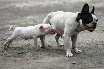 Funny Animals Pictures, Funny Funny pig, dog Scraps for orkut