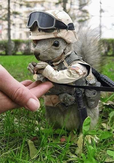 Funny Animals Pictures, Funny Squirrels Scraps for orkut