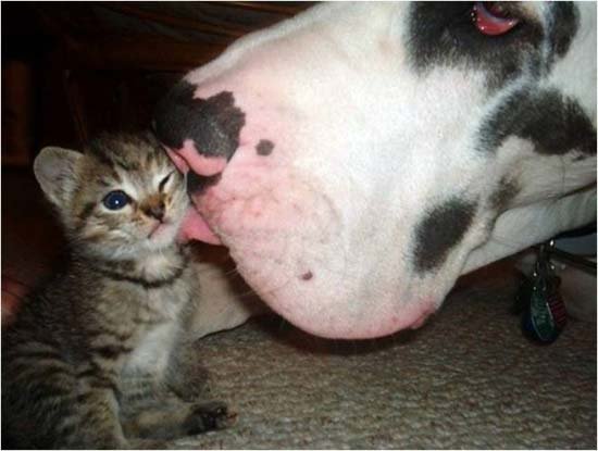 cute funny animals with quotes cute funny animals with quotes. cute funny animals with quotes