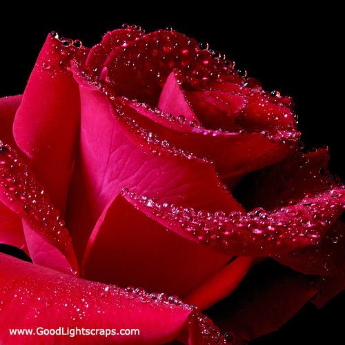 Rose images, rose scraps, rose day wishes for Orkut, Myspace