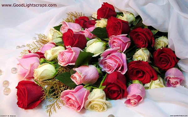 Rose images, rose scraps, rose day wishes for Orkut, Myspace