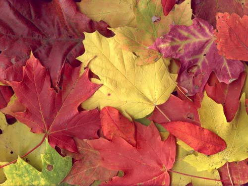 Autumn Leaves orkut scraps, images, greetings