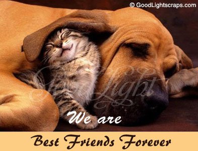 Friends Forever Scraps, Graphics and Comments for Orkut Myspace