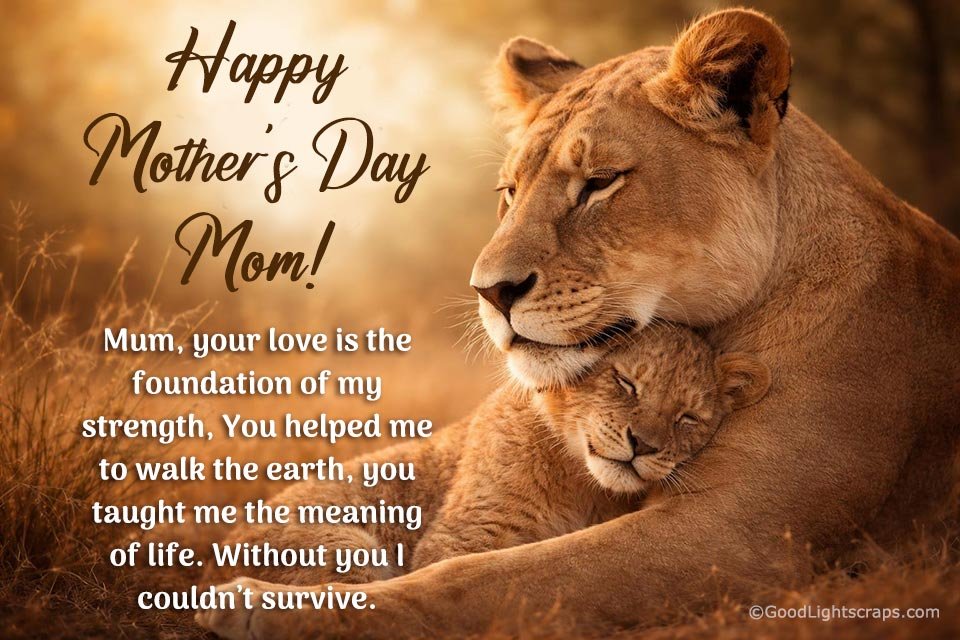 Lioness cuddling her cub with emotional Mothers Day greeting message from daughter about love, strength and life