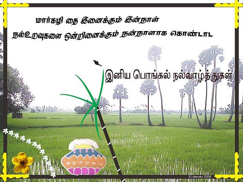 Pongal Greetings, Pongal Orkut Scraps, Graphics