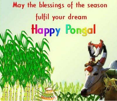Pongal Greetings, Pongal Orkut Scraps, Graphics