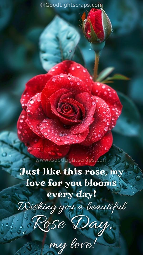 A red rose with water drops and a message 'Wishing you a beautiful Rose Day, my love!'