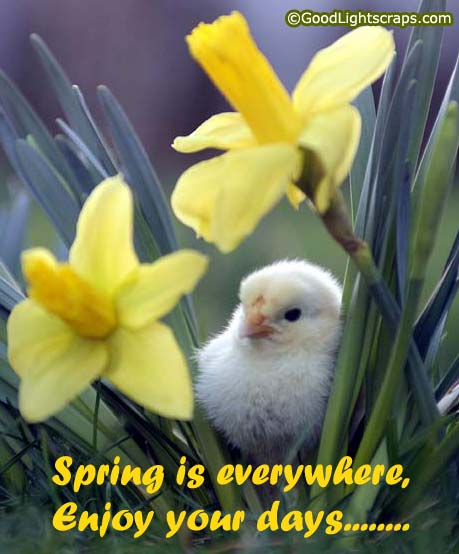 spring animated orkut scraps, spring images, greetings